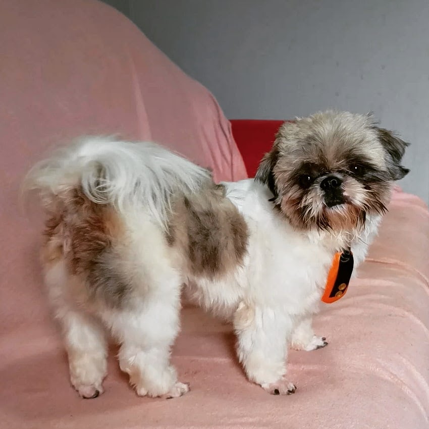 Filhote De Shih Tzu Macho