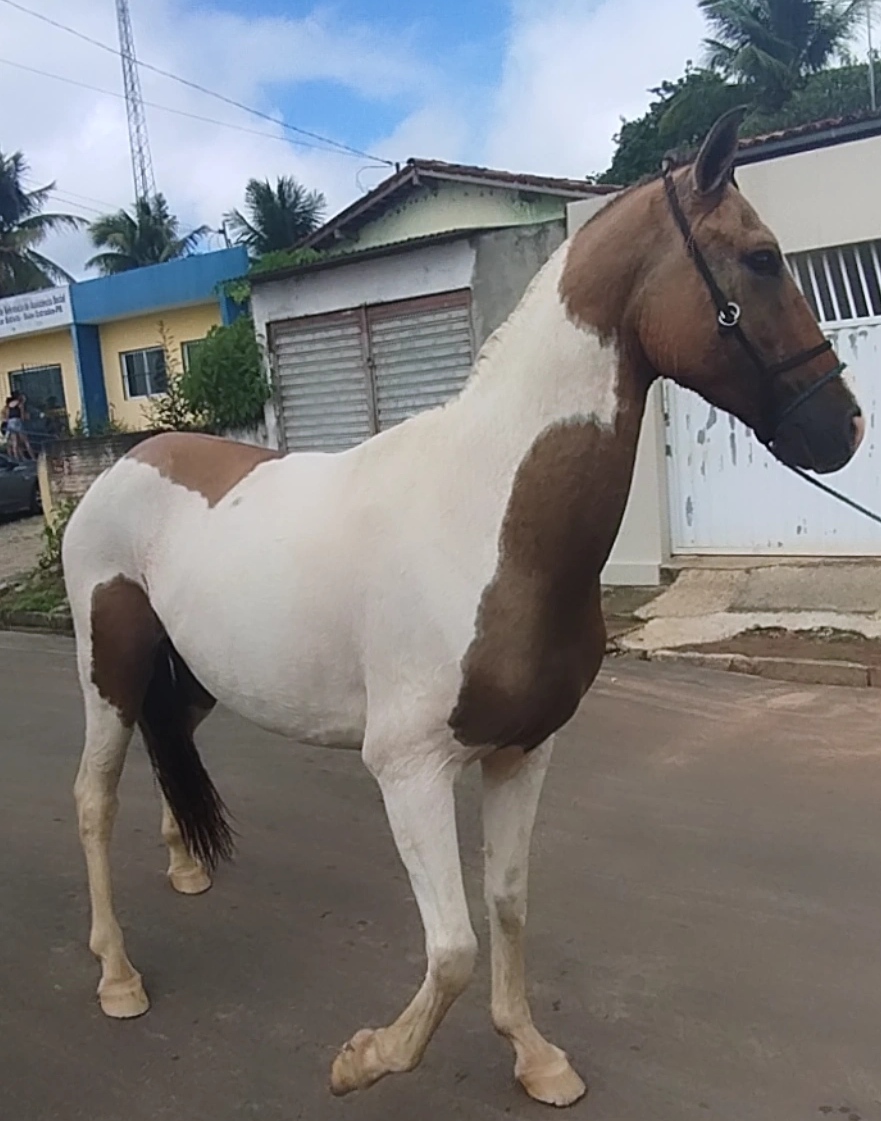 Rifa Premia O De Um Cavalo Ou Mil No Pix Emmanuel Frazao